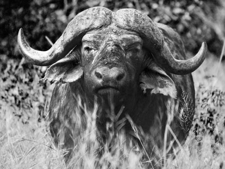 Buffalo-stare-in-grass-bw