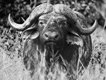 African Cape buffalo front-portrait, black & white. South Africa by Yolande  van Niekerk