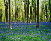 Bluebell Woods, Wiltshire, England. von Craig Joiner
