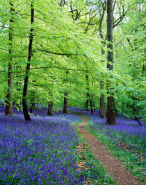 Forest of Dean Bluebells, Gloucestershire, England von Craig Joiner