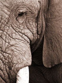 Old man Elephant. Close up von Yolande  van Niekerk