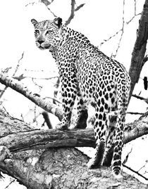 Leopard standing on large tree branch staring into distace. Black and white. South Africa. by Yolande  van Niekerk