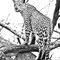 Leopard-standing-in-tree-black-white