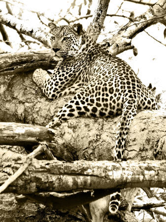 Leopard-bw-sepia