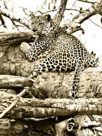 Leopard in tree. South Africa. Sepia by Yolande  van Niekerk