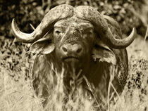 Buffalo. Looking at you! Sepia von Yolande  van Niekerk