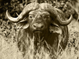 Buffalo-stare-in-grass-bw-sepia