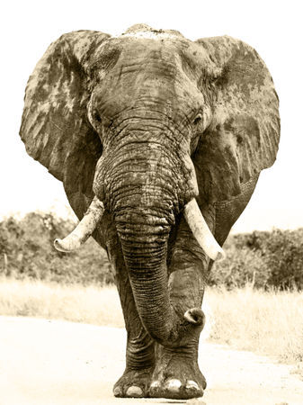 Elephant-in-road-bw-sepia