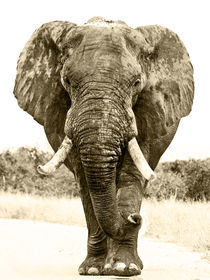 Large African elephant bull,up close, sepia by Yolande  van Niekerk