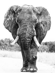Large African elephant bull after bathing, Black and White by Yolande  van Niekerk