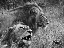 Lions male portrait black & white von Yolande  van Niekerk