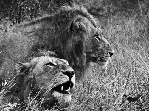 Lion-brothers-black-white