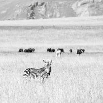 Mountain Zebra National Park, South Africa von Eva Stadler
