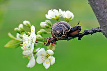 snail von Ekaterina Samorukova