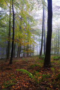 Autumn Woodland von Craig Joiner