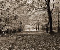 Autumn Woodland von Craig Joiner