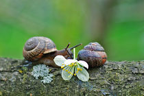 snails kissing by Ekaterina Samorukova