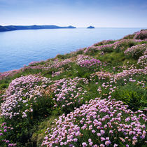 Thrift on Doyden Point, Cornwall by Craig Joiner