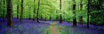 Forest of Dean Bluebells by Craig Joiner
