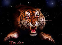 Tiger von marc-lam