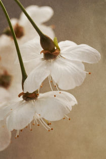Cherry Blossoms by Priska  Wettstein