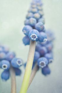 soft blue by Priska  Wettstein