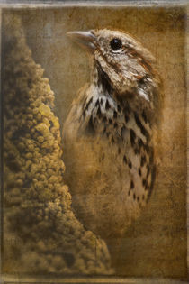 Birds - Sparrow  by Eye in Hand Gallery
