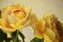 Gelbe Rosen von o9ider