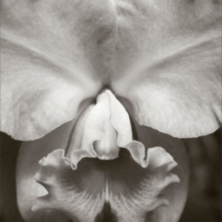 Orchid-6796