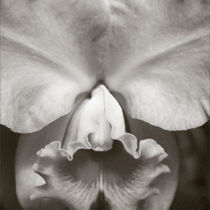 Orchid by Mike Greenslade