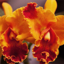 Fire Orchids by Mike Greenslade