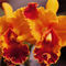Orchid-6797