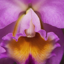 Purple Orchid von Mike Greenslade