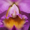 Purple-orchid-6796