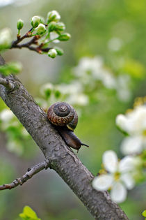 snail the traveller by Ekaterina Samorukova