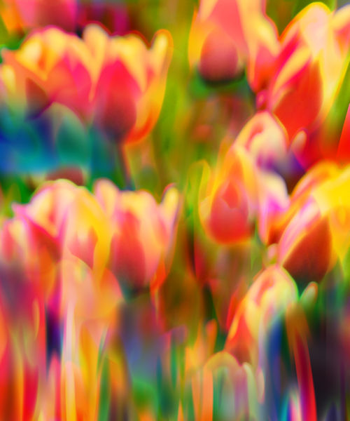 Multicolor-tulip1