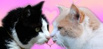 verliebte Katzen von tinadefortunata