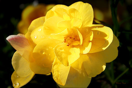 Beauty-in-yellow