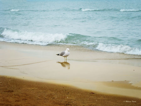 Bird-on-the-beach