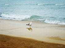 Bird on the Beach by Milena Ilieva