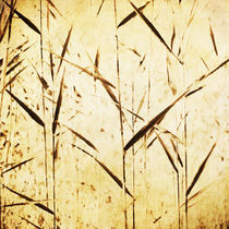 reeds in the wind by Priska  Wettstein