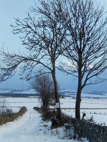 Snow Road von Peter Valente
