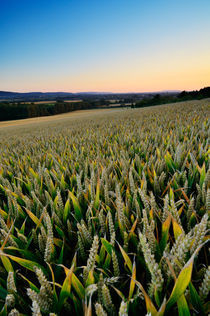 Wheat Field in Somerset von Craig Joiner