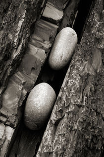 Trapped Pebbles in Cornborough Cliff von Craig Joiner