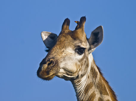 Giraffe-close-up-of-head-with-blue-sky-and-oxpecke
