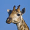 Giraffe-close-up-of-head-with-blue-sky-and-oxpecke