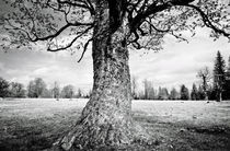 Sycamore Maple Tree von David Pinzer