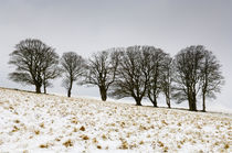 Beech Trees in Winter von Craig Joiner