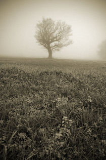 Tree in Winter Fog von Craig Joiner