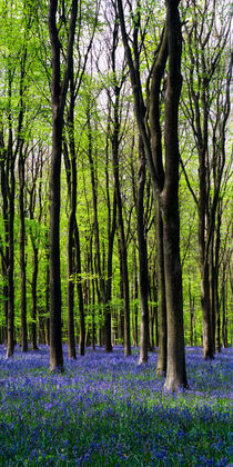 'Bluebell Woods, Wiltshire, England.' von Craig Joiner